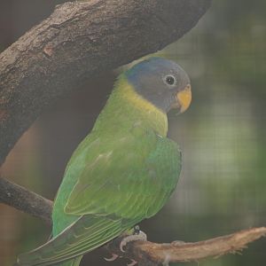 Female Plum-headed parakeet (Psittacula cyanocephala), 2006-07-18
