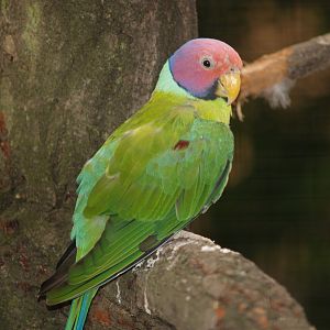 Male Plum-headed parakeet (Psittacula cyanocephala), 2006-07-18