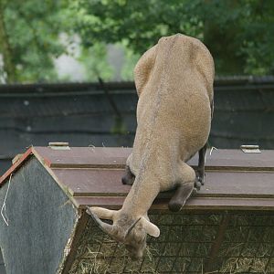 Female Alpine ibex (Capra ibex) on top of feeding rack, 2006-08-20