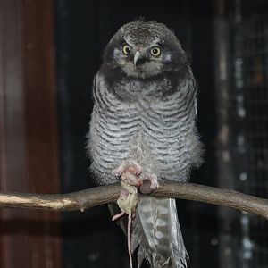 Eurasian northern hawk-owl (Surnia ulula ulula), 2006-08-20