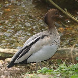 Australian wood duck drake (Chenonetta jubata), 2006-08-23