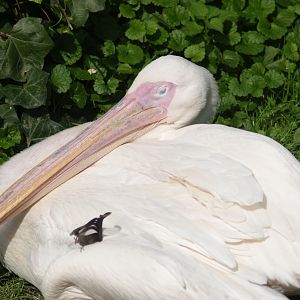 Great white pelican (Pelecanus onocrotalus), 2006-08-23