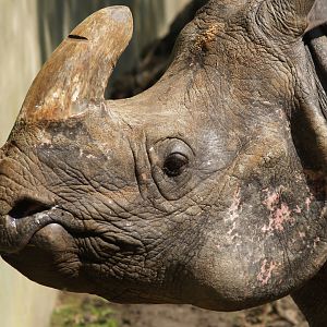 Indian rhinoceros (Rhinoceros unicornis), 2006-08-23