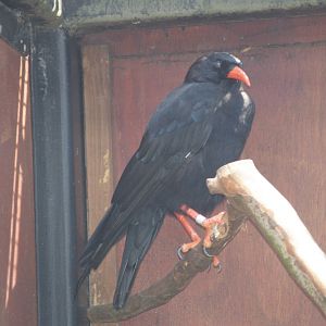 Red-billed chough (Pyrrhocorax pyrrhocorax), 2006-08-23