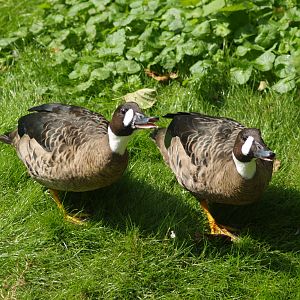 Spectacled ducks or Bronze-winged duck, (Speculanas specularis), 2006-08-23