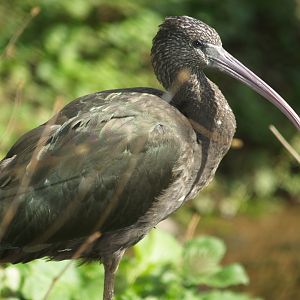 Glossy ibis (Plegadis falcinellus), 2006-10-08