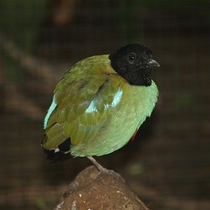 Sunda Hooded pitta (Pitta sordida mulleri), 2006-10-08