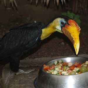Sunda wrinkled hornbill (Rhabdotorrhinus corrugatus), 2006-10-28