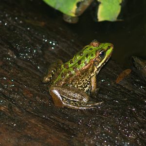 Wild European water frog (Pelophylax species) inside the Asian greenhouse, 2006-10-28