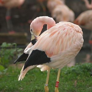 Andean flamingo (Phoenicoparrus andinus), 2006-12-31