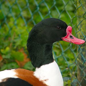 Common shelduck (Tadorna tadorna), 2006-12-31