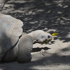 Galápagos giant tortoise [2019]