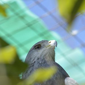 Black-chested buzzard-eagle [2019]