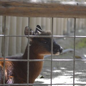 Little red brocket [2019]