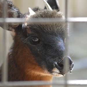 Little red brocket [2019]
