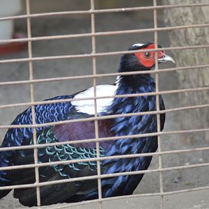 Swinhoe's pheasant [2019]