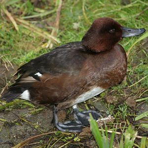 Ferruginous pochard (Aythya nyroca), 2006-12-31