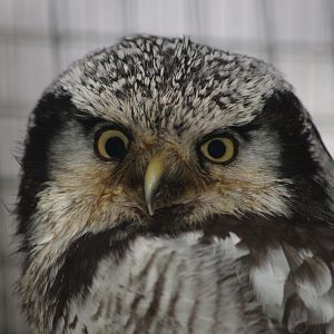 Eurasian northern hawk-owl (Surnia ulula ulula), 2006-12-31
