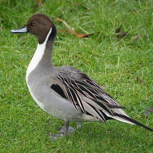 Northern pintail (Anas acuta), 2006-12-31