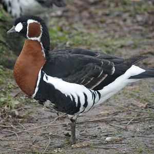 Red-breasted goose (Branta ruficollis), 2006-12-31