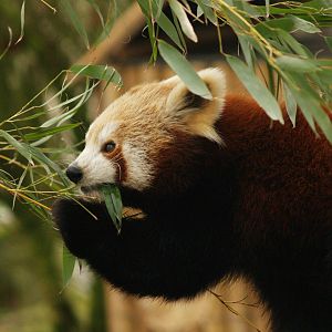 Nepalese red panda (Ailurus fulgens), 2007-02-18