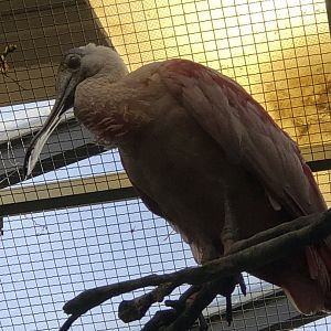 Roseate Spoonbill