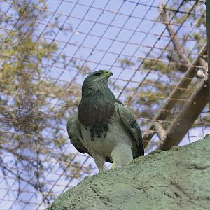 Black-chested buzzard-eagle [2019]