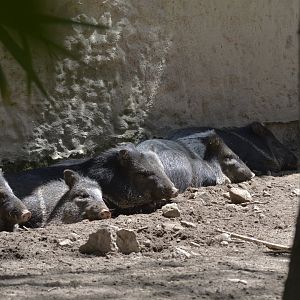 Collared peccary [2019]