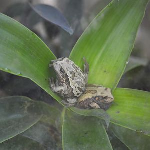 Andean marsupial tree frog [2019]