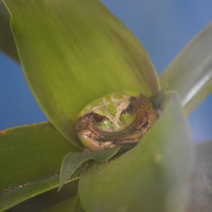 Andean marsupial tree frog [2019]