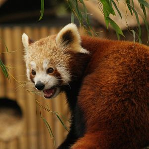Nepalese red panda (Ailurus fulgens), 2007-02-18