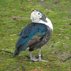 American comb duck (Sarkidiornis sylvicola), 2007-03-18