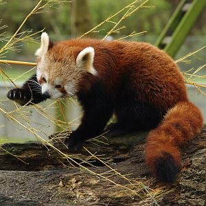 Nepalese red panda (Ailurus fulgens), 2007-03-18