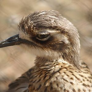 Bush thick-knee (Burhinus grallarius), 2007-04-06