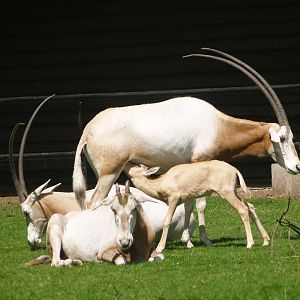 Scimitar-horned oryxes, including nursing calf (Oryx dammah), 2007-07-01