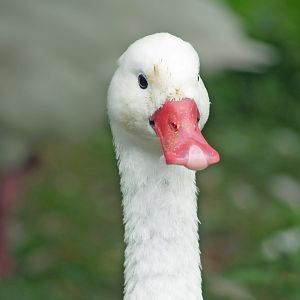 Coscoroba swan (Coscoroba coscoroba), 2007-08-12