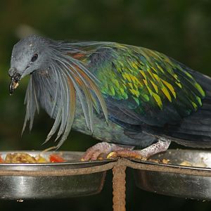 Nicobar pigeon (Caloenas nicobarica), 2007-08-12