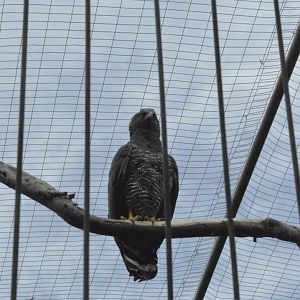 Crested eagle [2019]