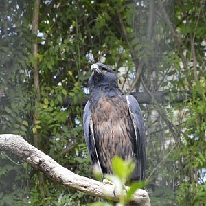 Black-and-chestnut eagle [2019]