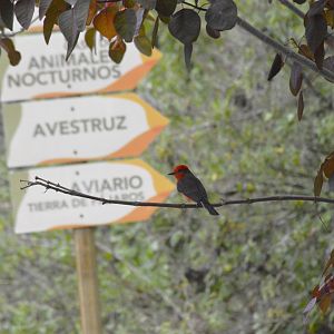 Vermilion flycatcher [2019]