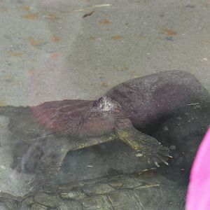 South American snapping turtle [2019]