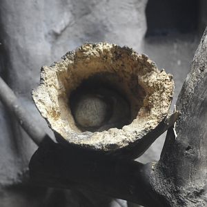 Sleeping olinguito [2019]