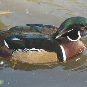 American wood duck drake (Aix sponsa), 2007-09-23