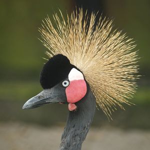 Western black-crowned crane (Balearica pavonina pavonina), 2007-09-23