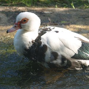 Domestic Muscovy duck (Cairina moschata domestica), 2007-09-23