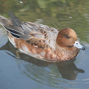 Eclipsed Eurasian wigeon drake (Mareca penelope), 2007-09-23