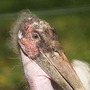 Marabou (Leptoptilos crumenifer), 2007-09-23
