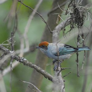 Scrub tanager [2019]