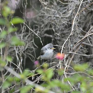 [ID] Wild bird [2019]