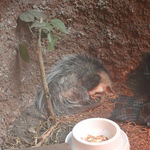 Andean white-eared opossum [2019]